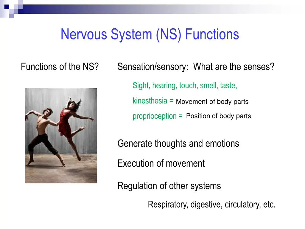 nervous system ns functions