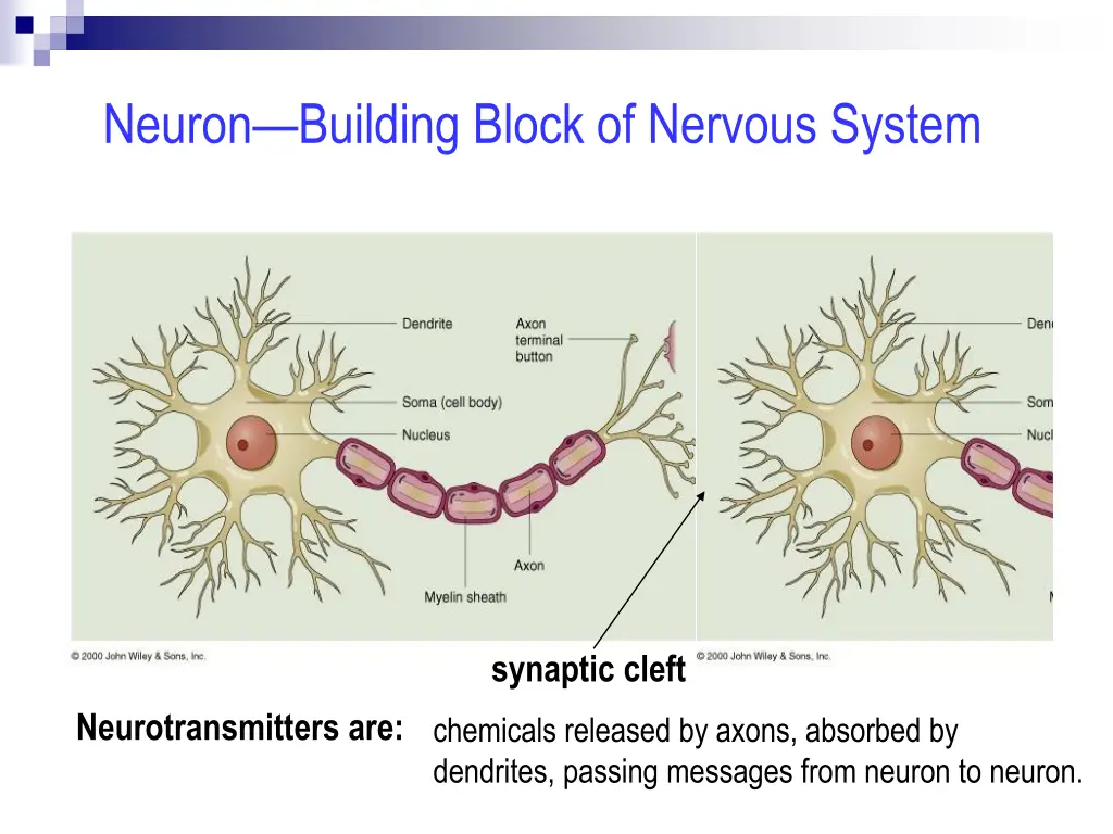 neuron building block of nervous system