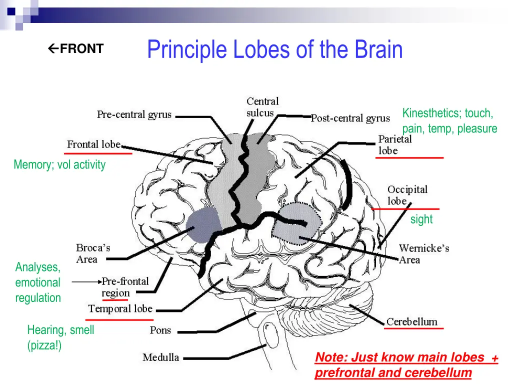 principle lobes of the brain