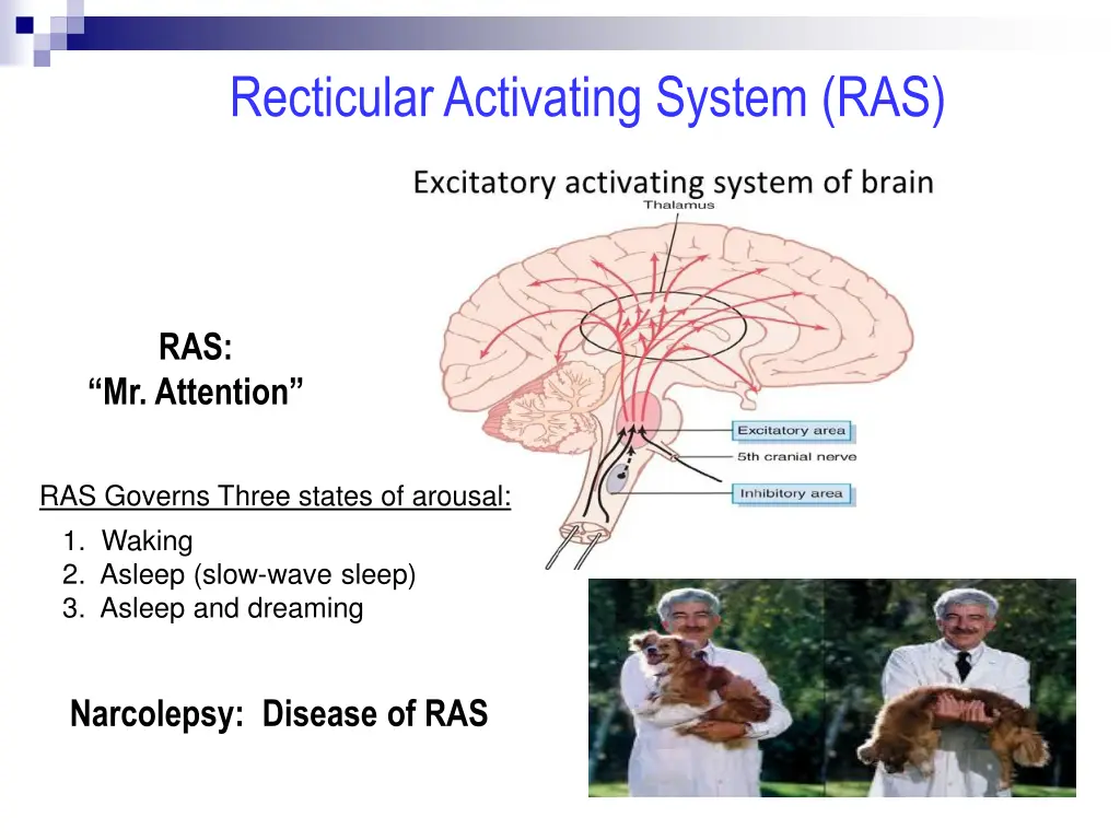 recticular activating system ras