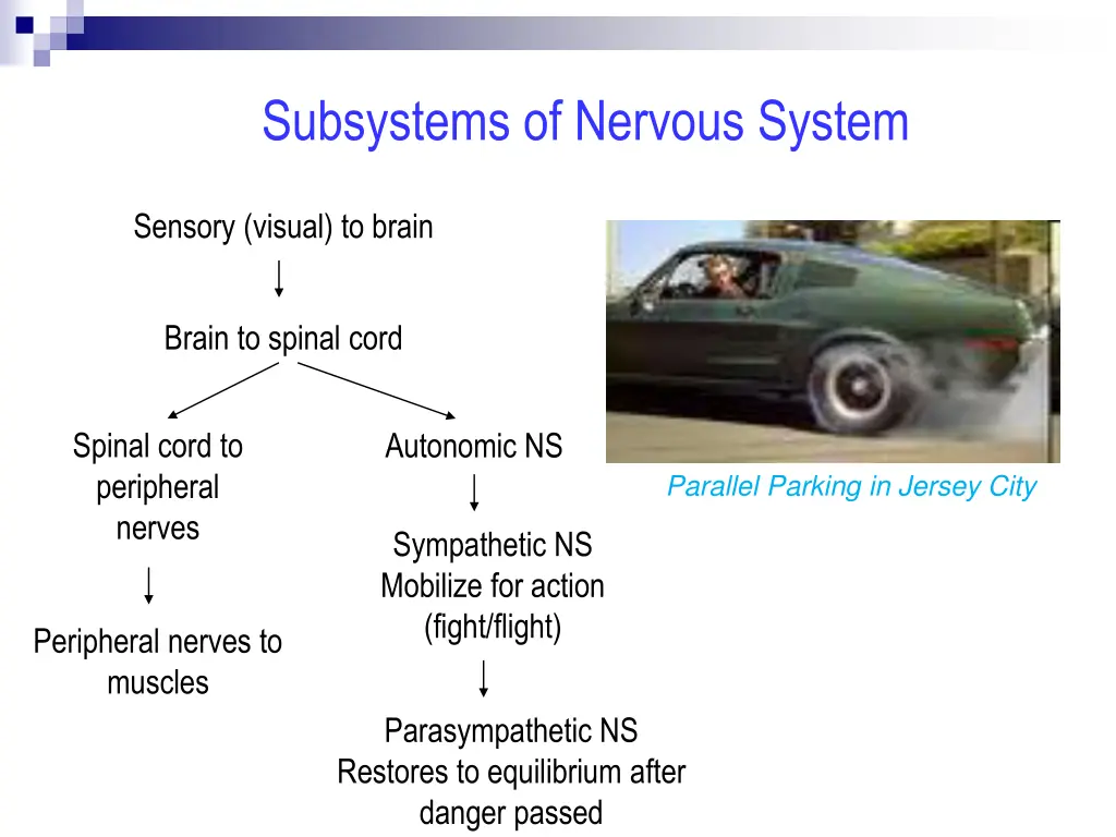 subsystems of nervous system
