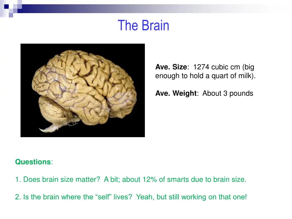 the brain