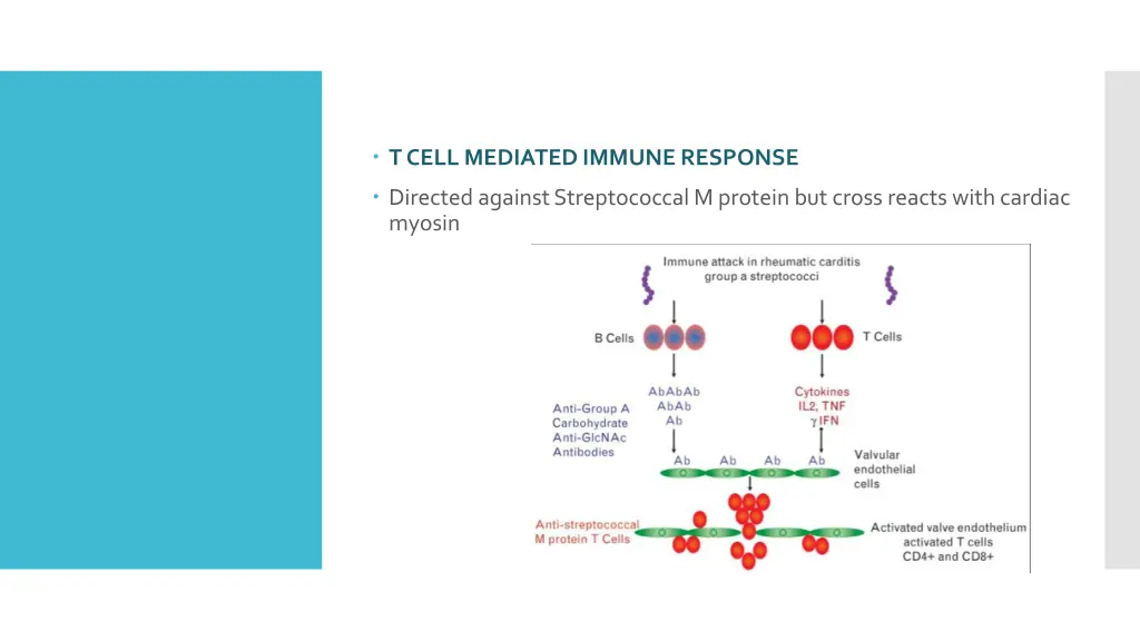 t cell mediated immune response