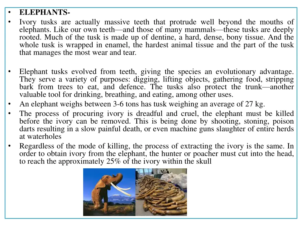 elephants ivory tusks are actually massive teeth