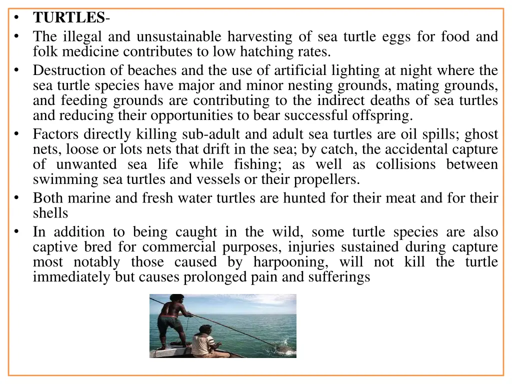 turtles the illegal and unsustainable harvesting