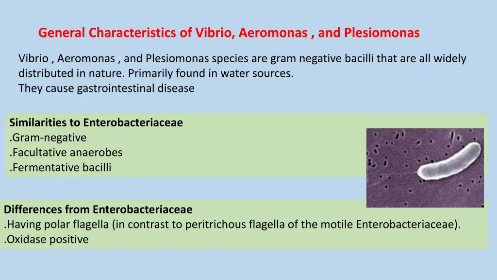 general characteristics of vibrio aeromonas