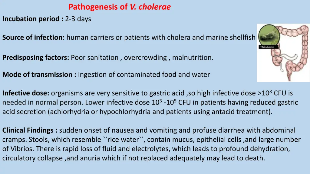 pathogenesis of v cholerae