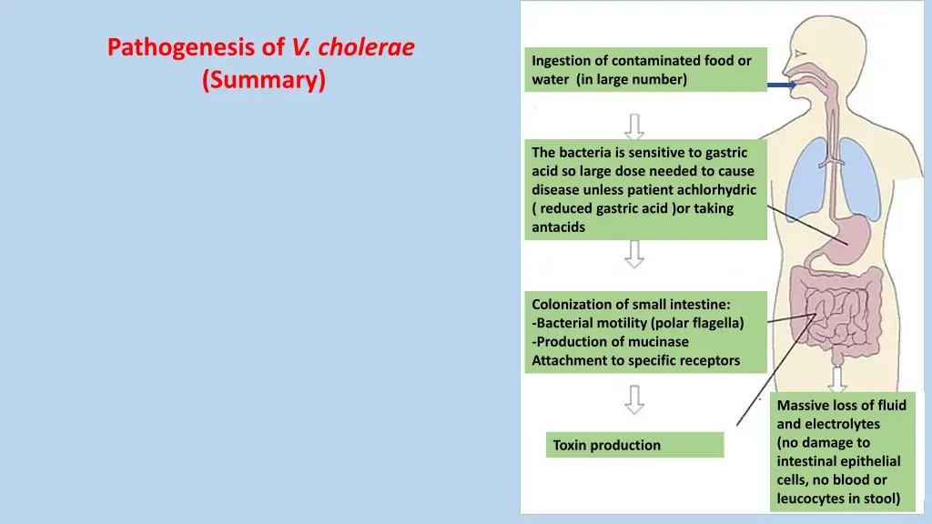 pathogenesis of v cholerae summary