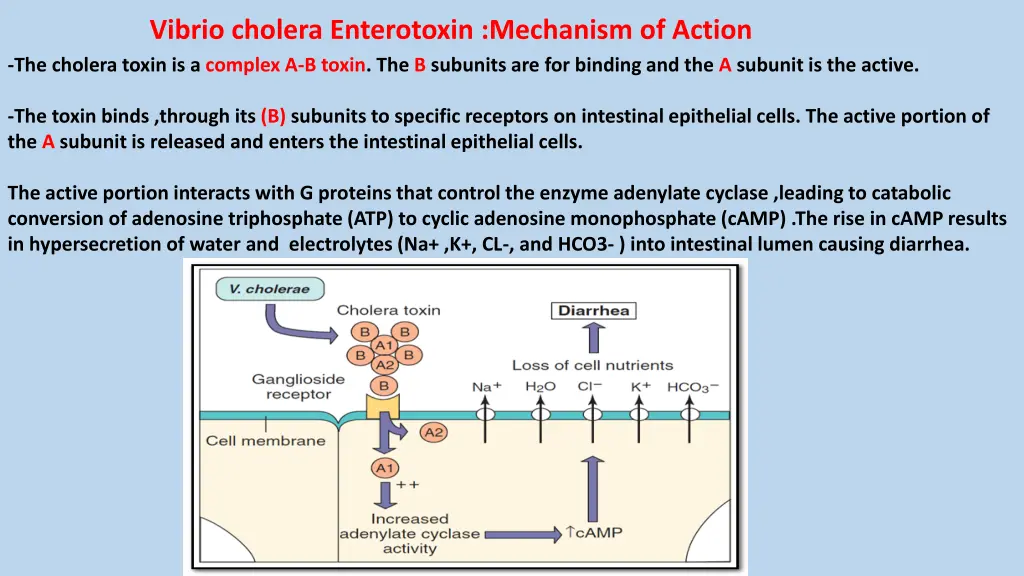 vibrio cholera enterotoxin mechanism of action