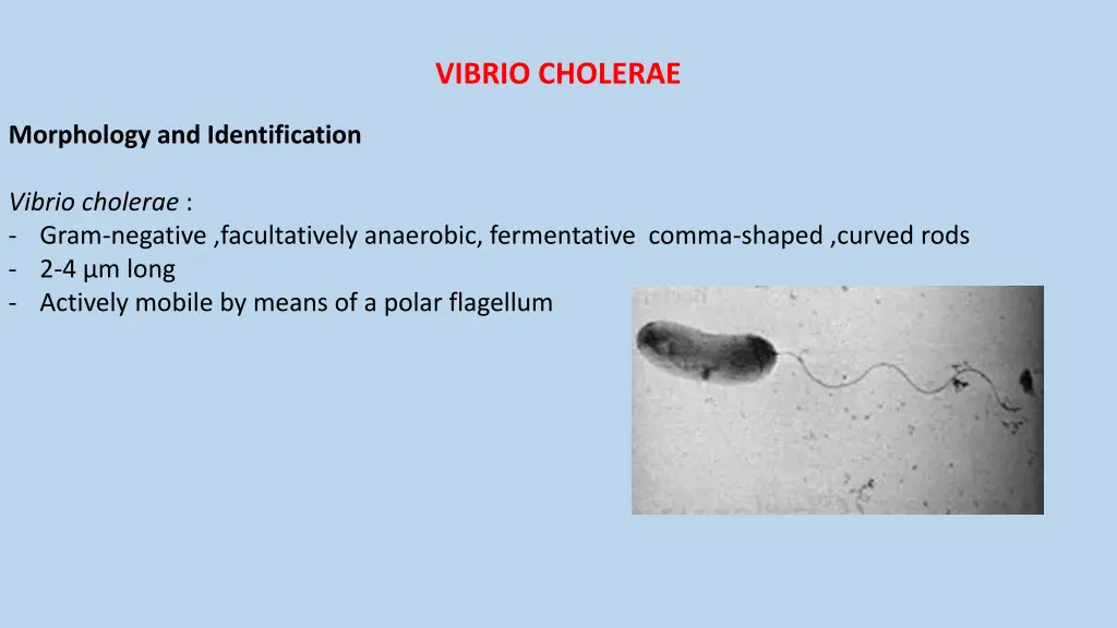 vibrio cholerae