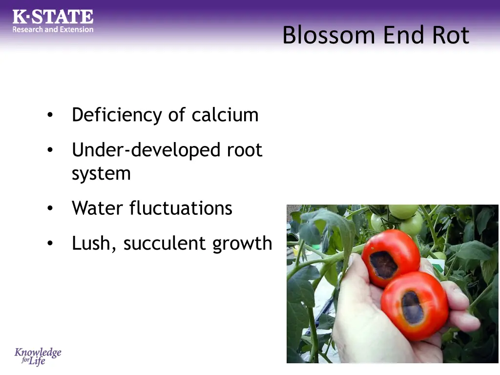 blossom end rot 1