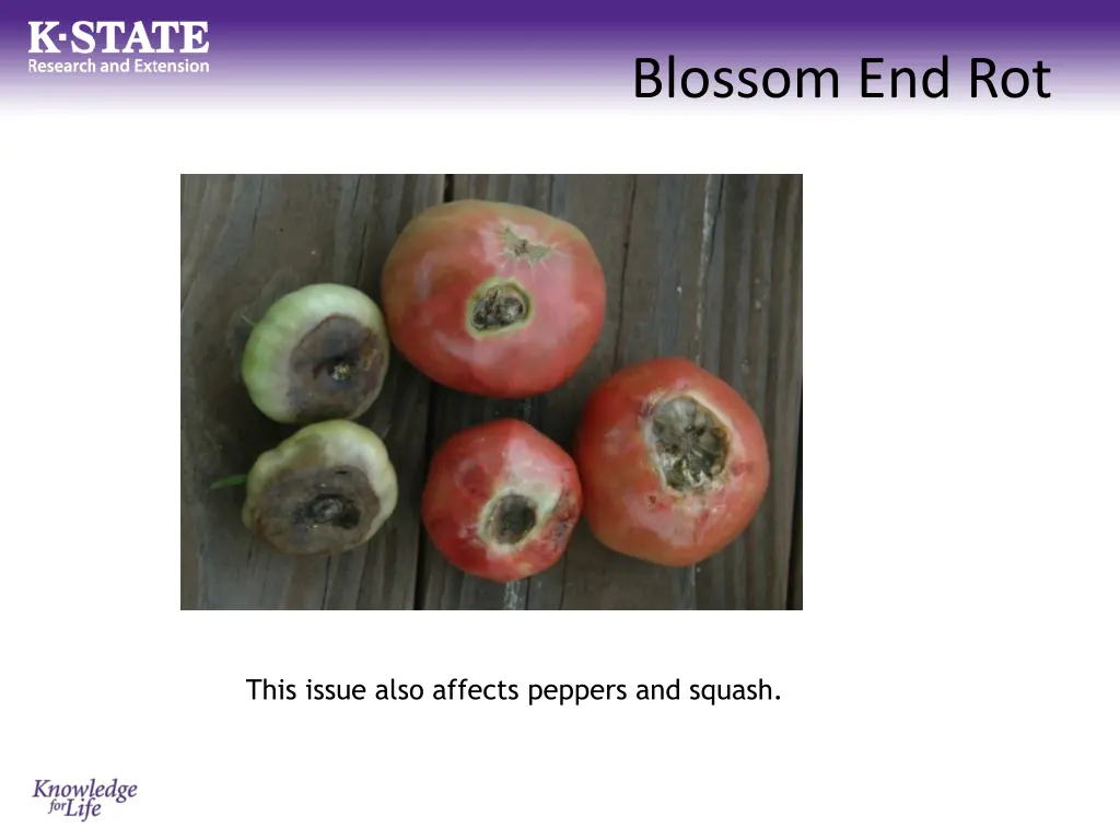 blossom end rot