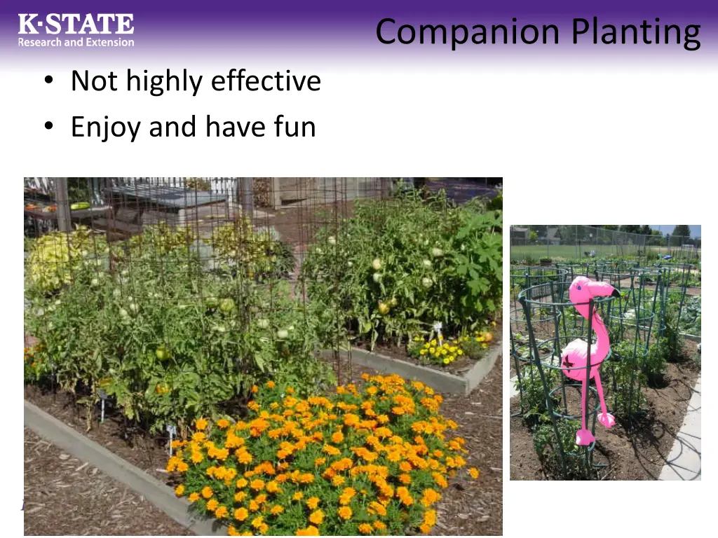 companion planting