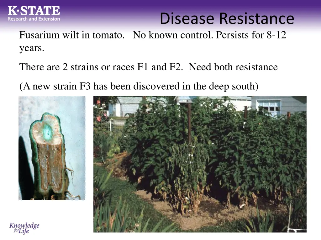 disease resistance