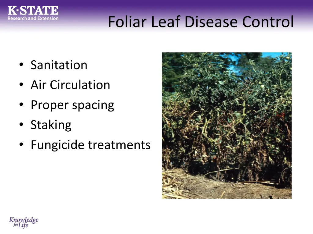 foliar leaf disease control