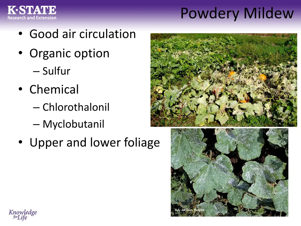 powdery mildew