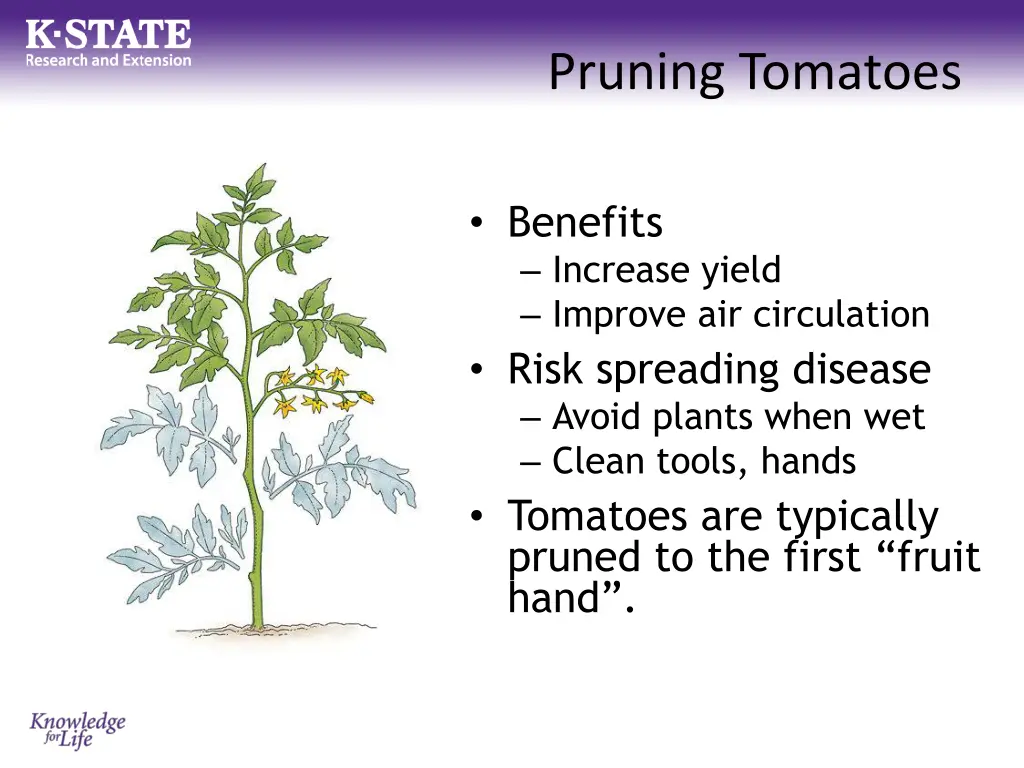 pruning tomatoes