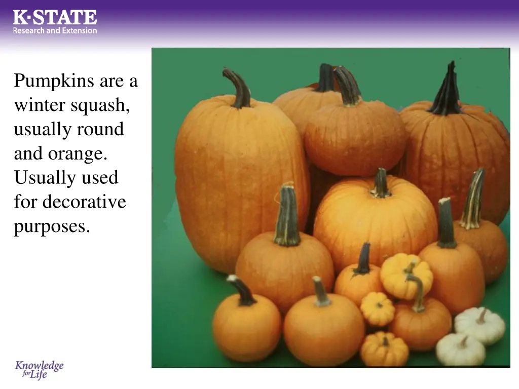 pumpkins are a winter squash usually round