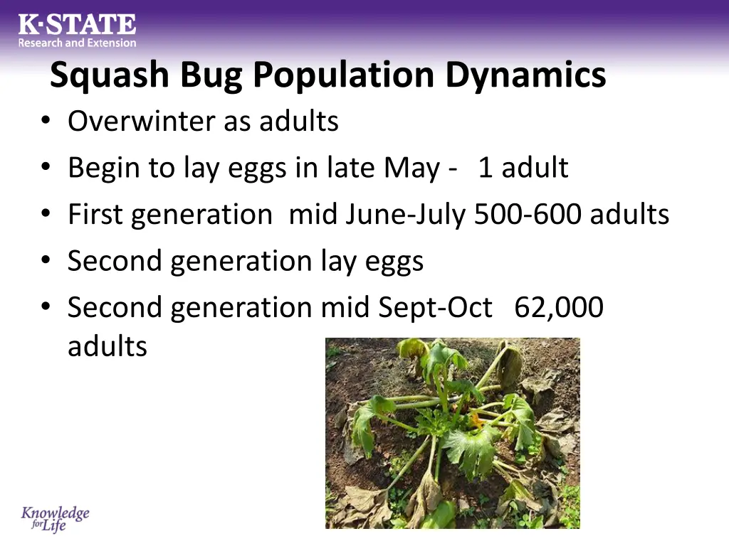 squash bug population dynamics overwinter