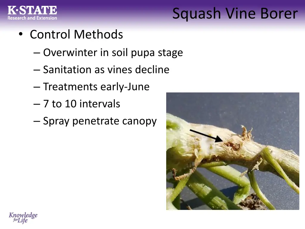 squash vine borer 1