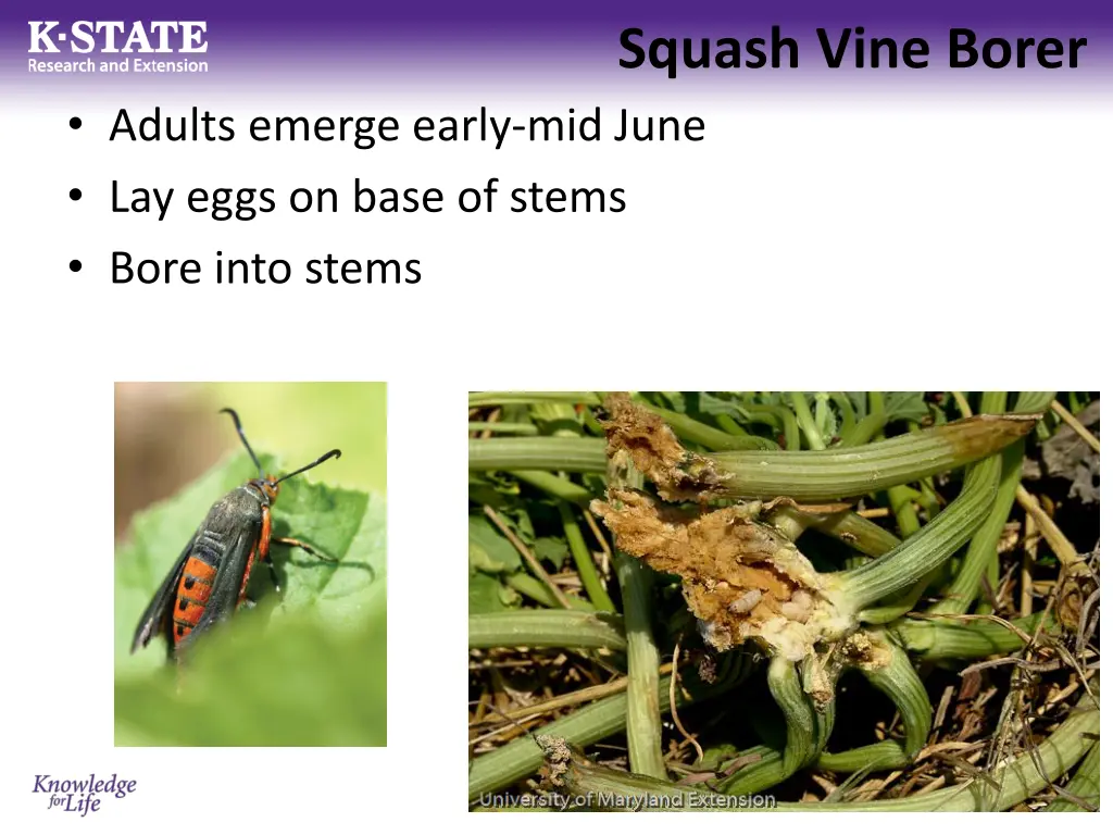 squash vine borer