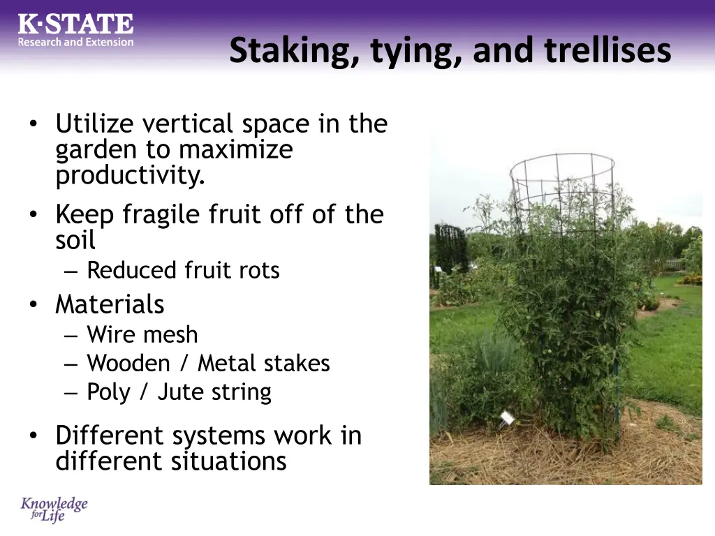 staking tying and trellises