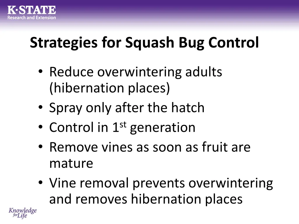 strategies for squash bug control