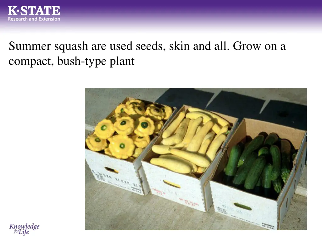 summer squash are used seeds skin and all grow