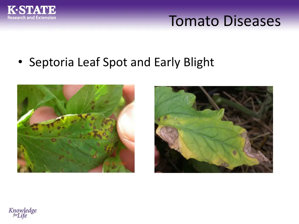 tomato diseases