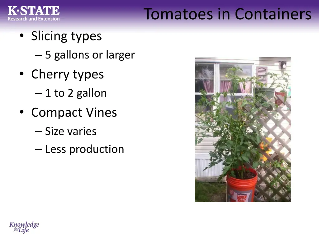 tomatoes in containers