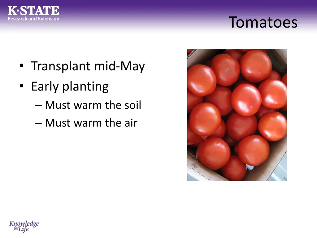 tomatoes