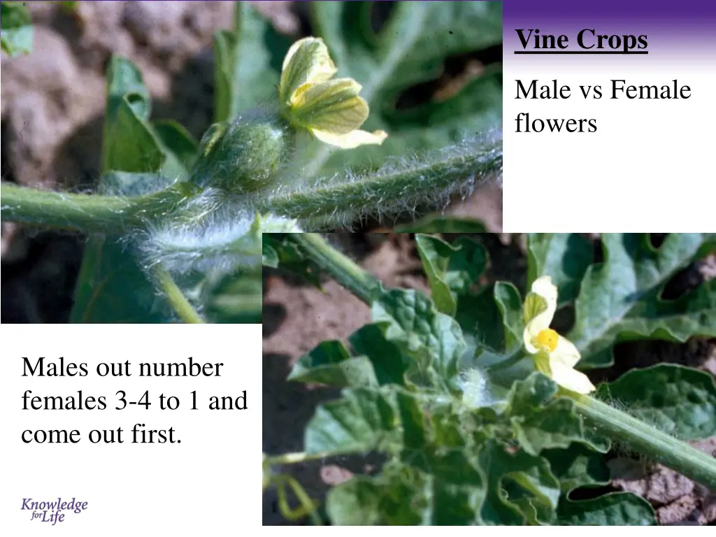 vine crops