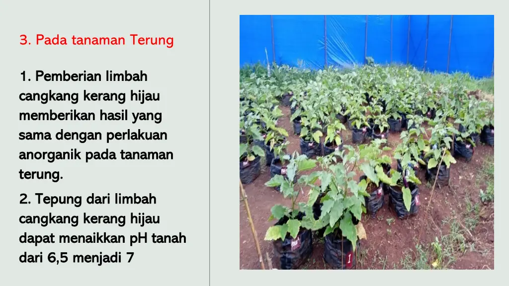 3 pada tanaman terung