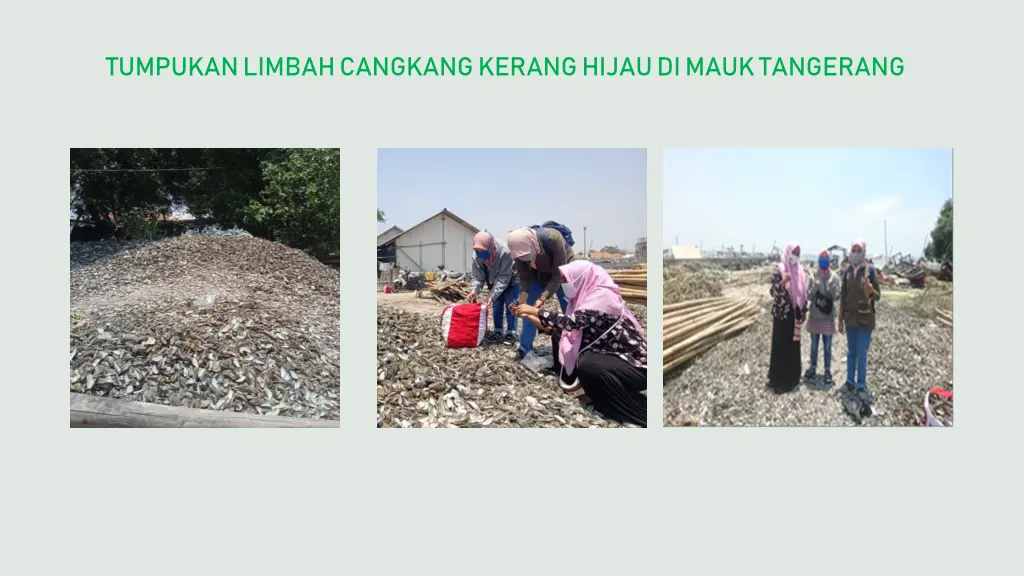 tumpukan limbah cangkang kerang hijau di mauk