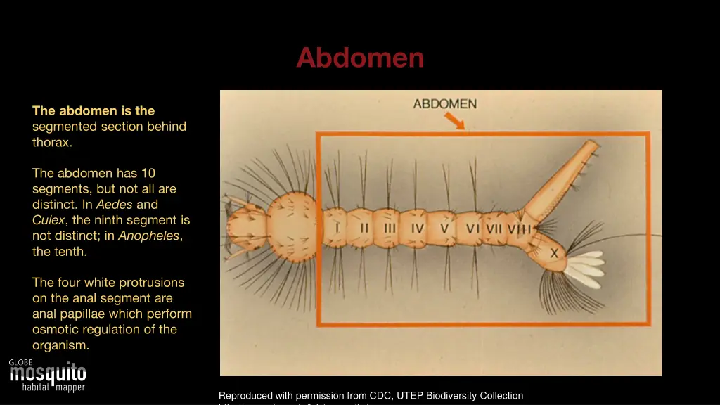 abdomen