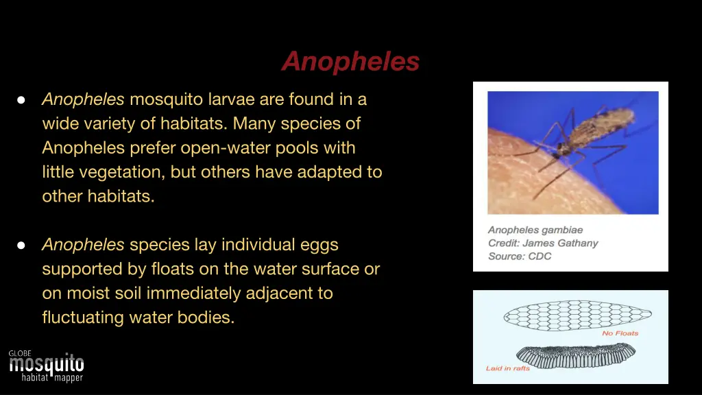 anopheles