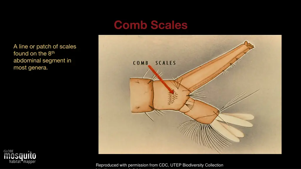 comb scales