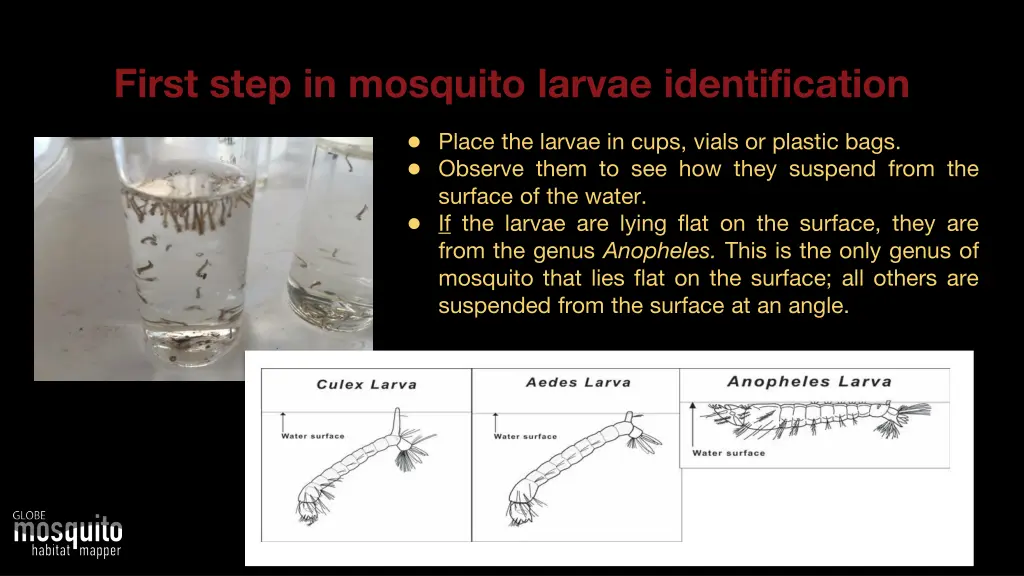first step in mosquito larvae identification