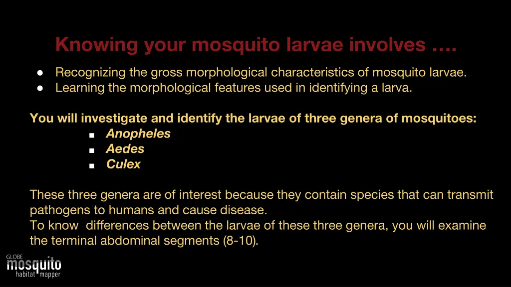 knowing your mosquito larvae involves