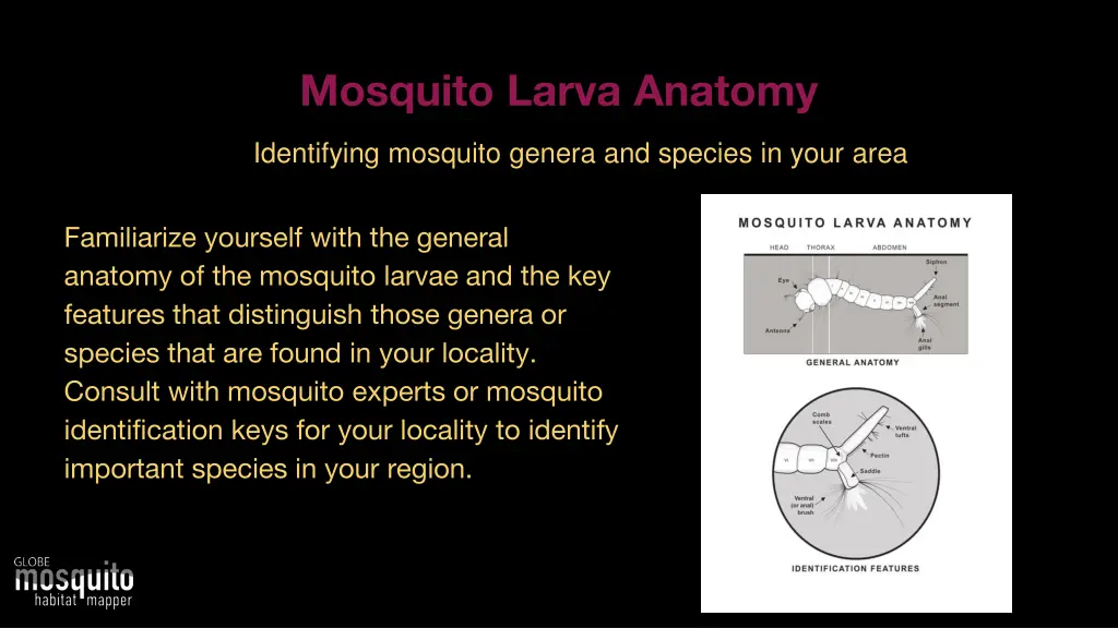 mosquito larva anatomy 1