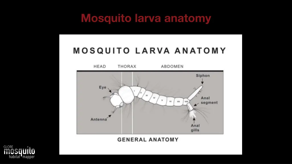 mosquito larva anatomy