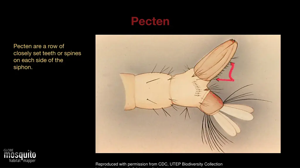 pecten