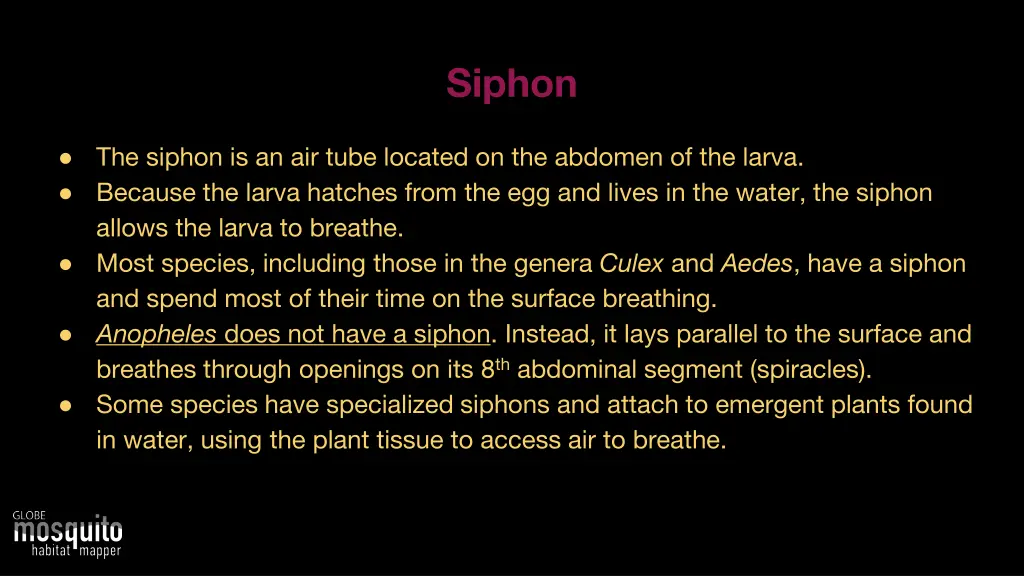 siphon 1