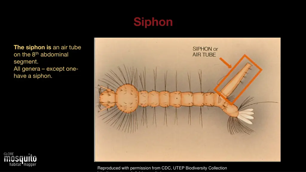 siphon