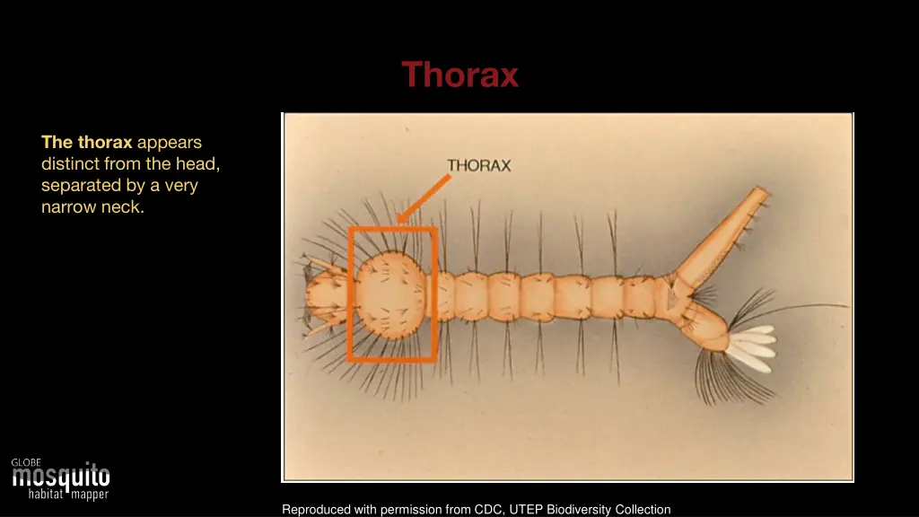 thorax