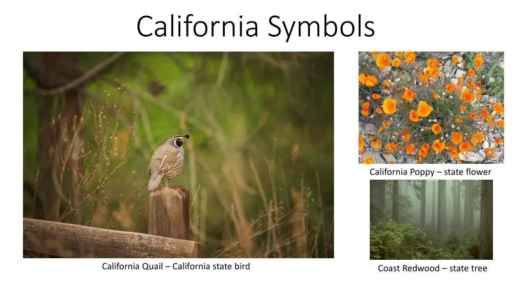 california symbols