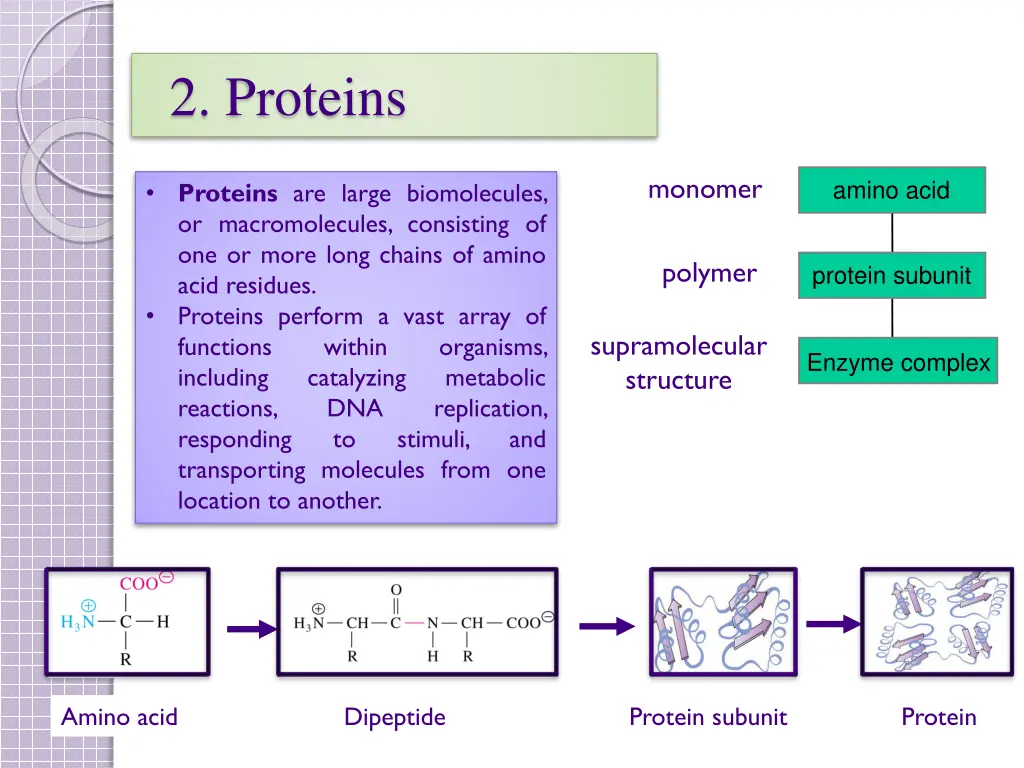 2 proteins 1