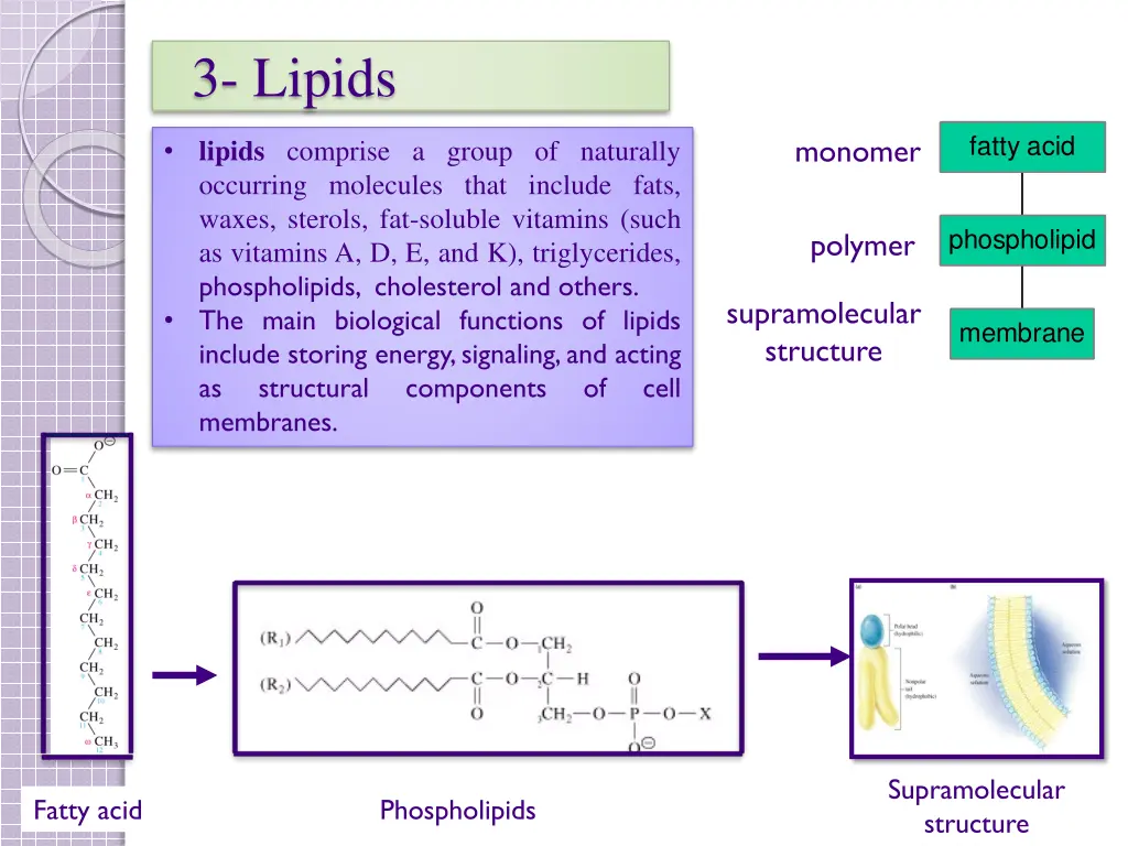 3 lipids 1