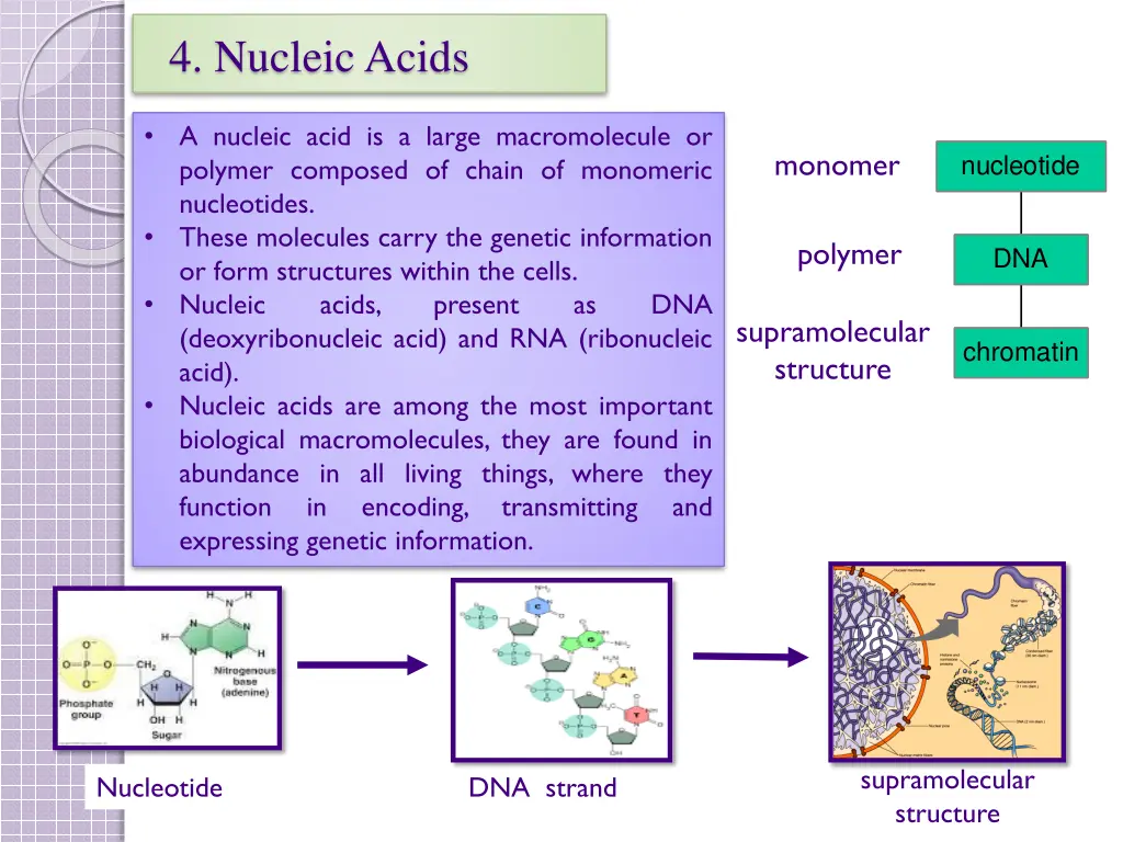 4 nucleic acids 1