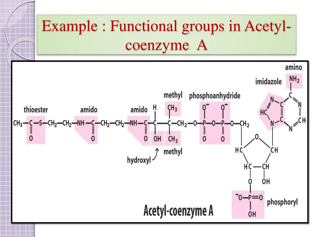 example functional groups in acetyl coenzyme a